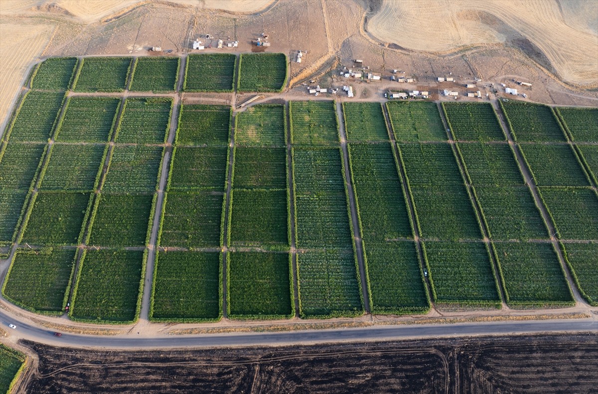 Terör örgütü DEAŞ'in işgaliyle Musul'un Sincar ilçesinden kaçmak zorunda kalan ve Duhok'taki...