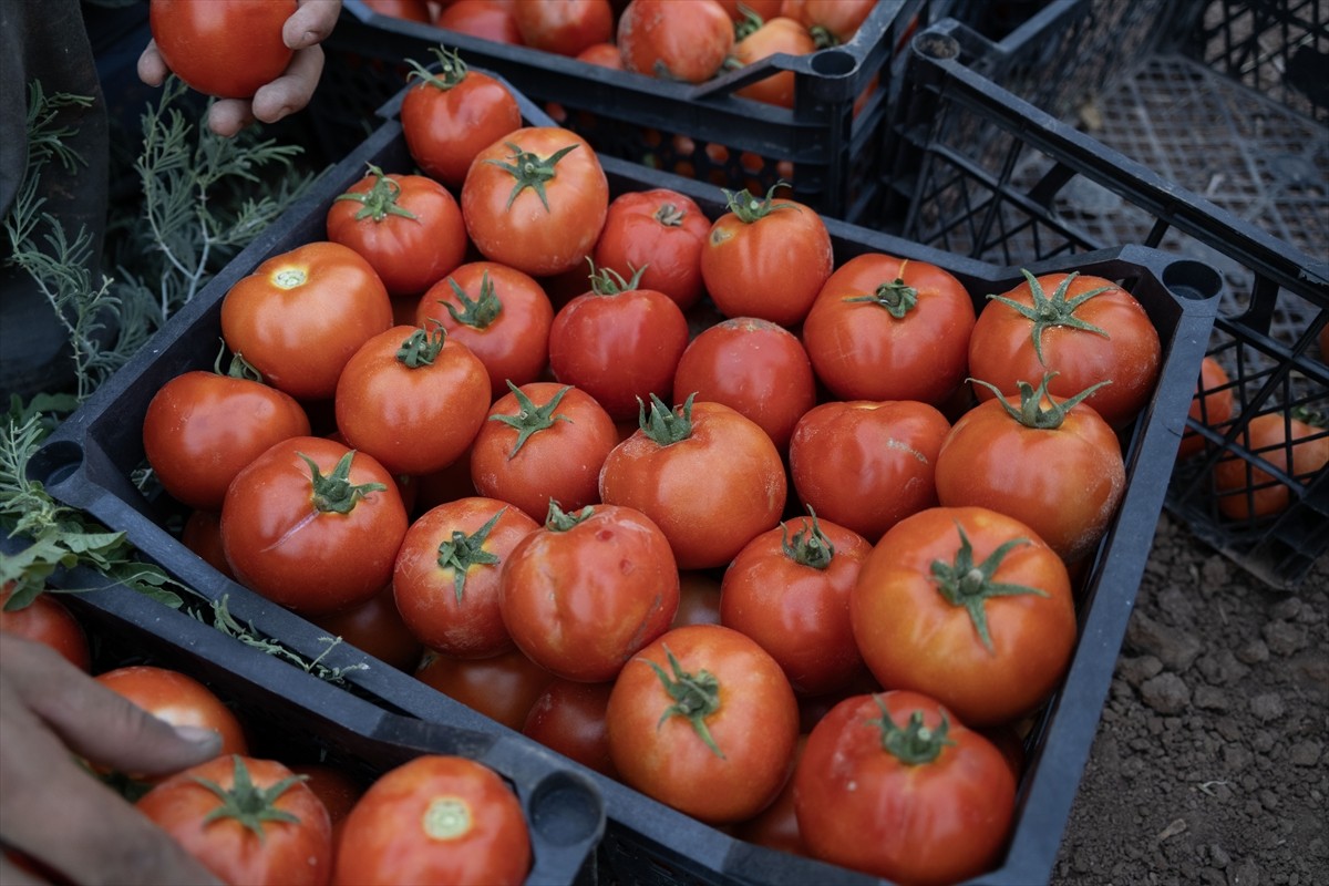 Terör örgütü DEAŞ'in işgaliyle Musul'un Sincar ilçesinden kaçmak zorunda kalan ve Duhok'taki...