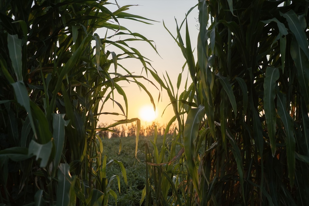 Terör örgütü DEAŞ'in işgaliyle Musul'un Sincar ilçesinden kaçmak zorunda kalan ve Duhok'taki...