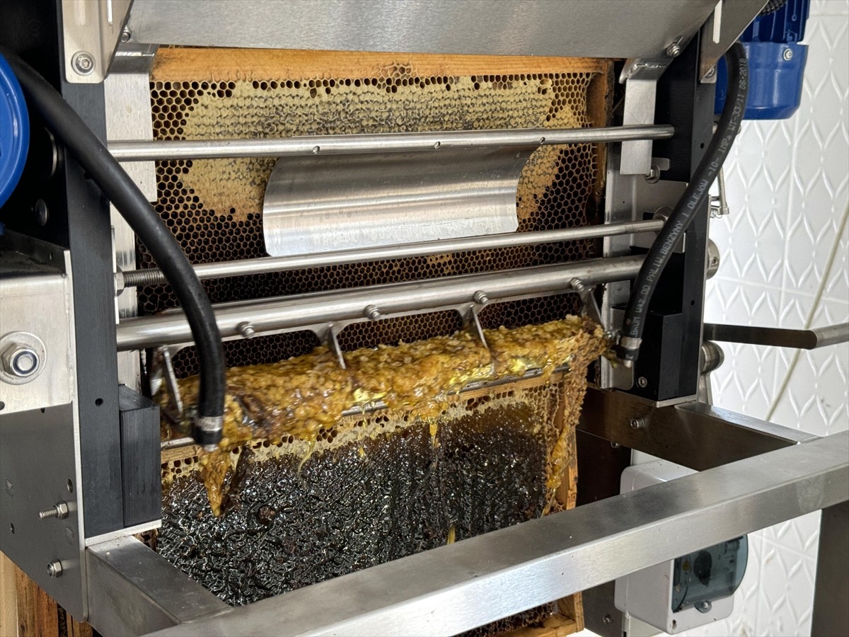 Türk Patent ve Marka Kurumunca coğrafi işaretle tescillenen "Ardahan çiçek balı"nın Kafkas Arısı...