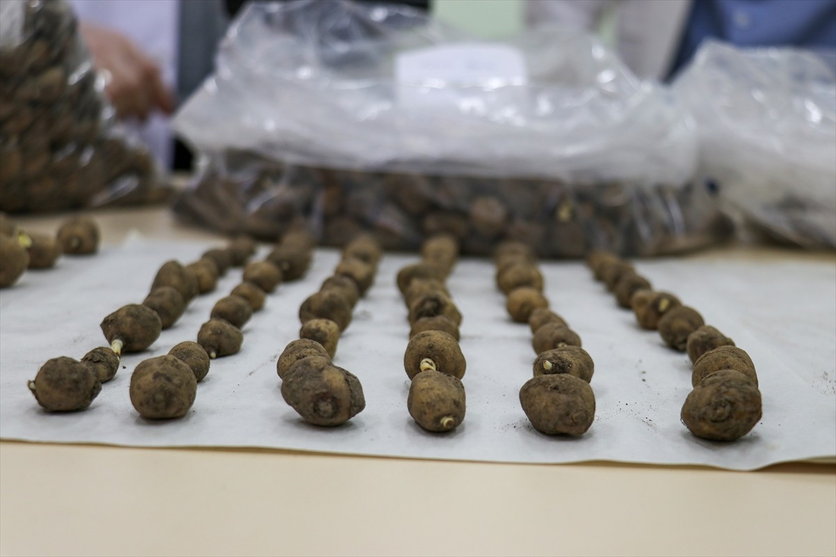 Van'ın Muradiye ilçesinde 6 şüpheli tarafından sökülerek kent dışına çıkarılmak istenirken İl...