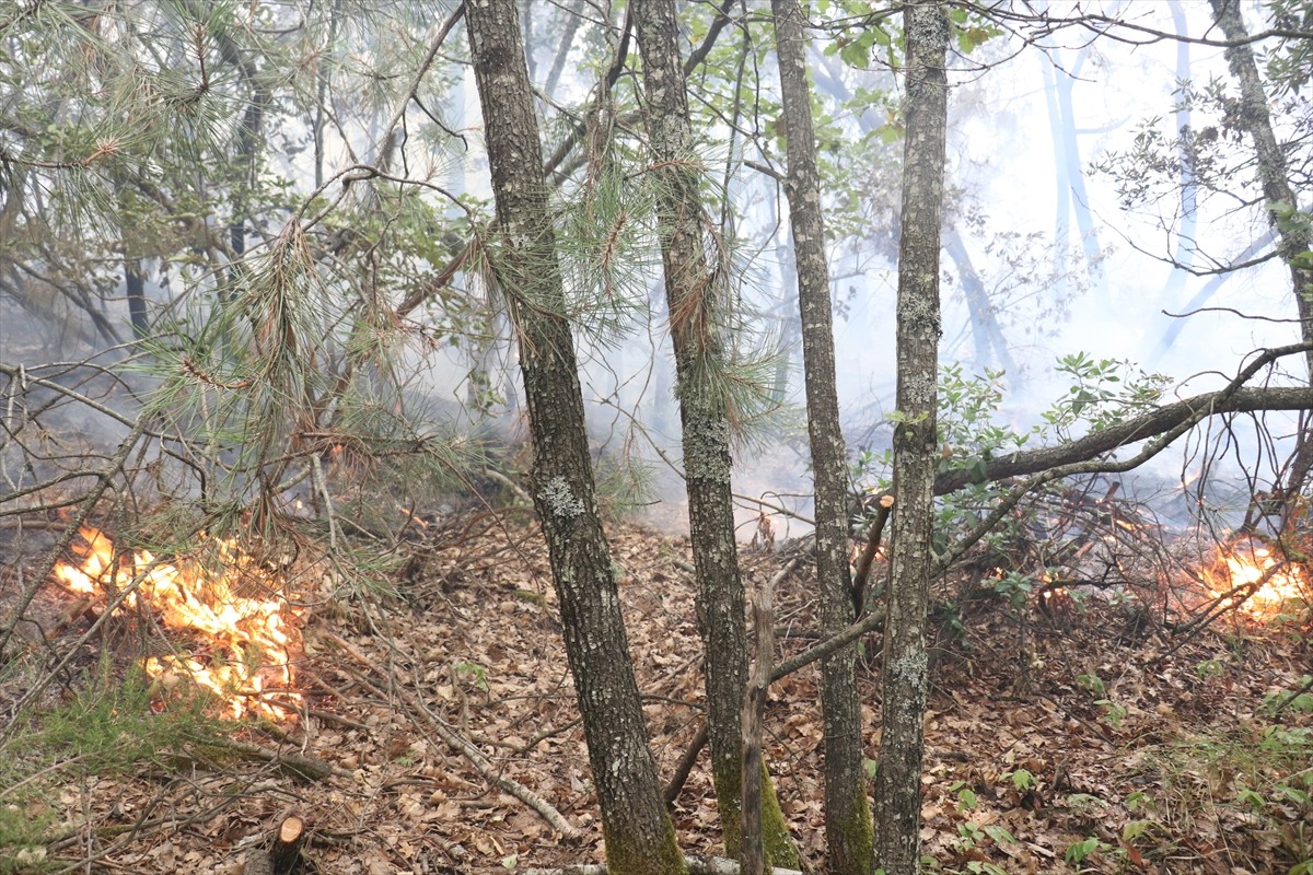 Yalova'nın Armutlu ilçesinde ormanlık alanda çıkan yangına havadan ve karadan müdahale edildi....