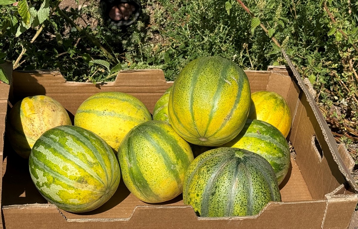 Yozgat'ın Aydıncık ilçesinde halk arasında "yer muzu" diye adlandırılan ilçeye özgü coğrafi işaret...