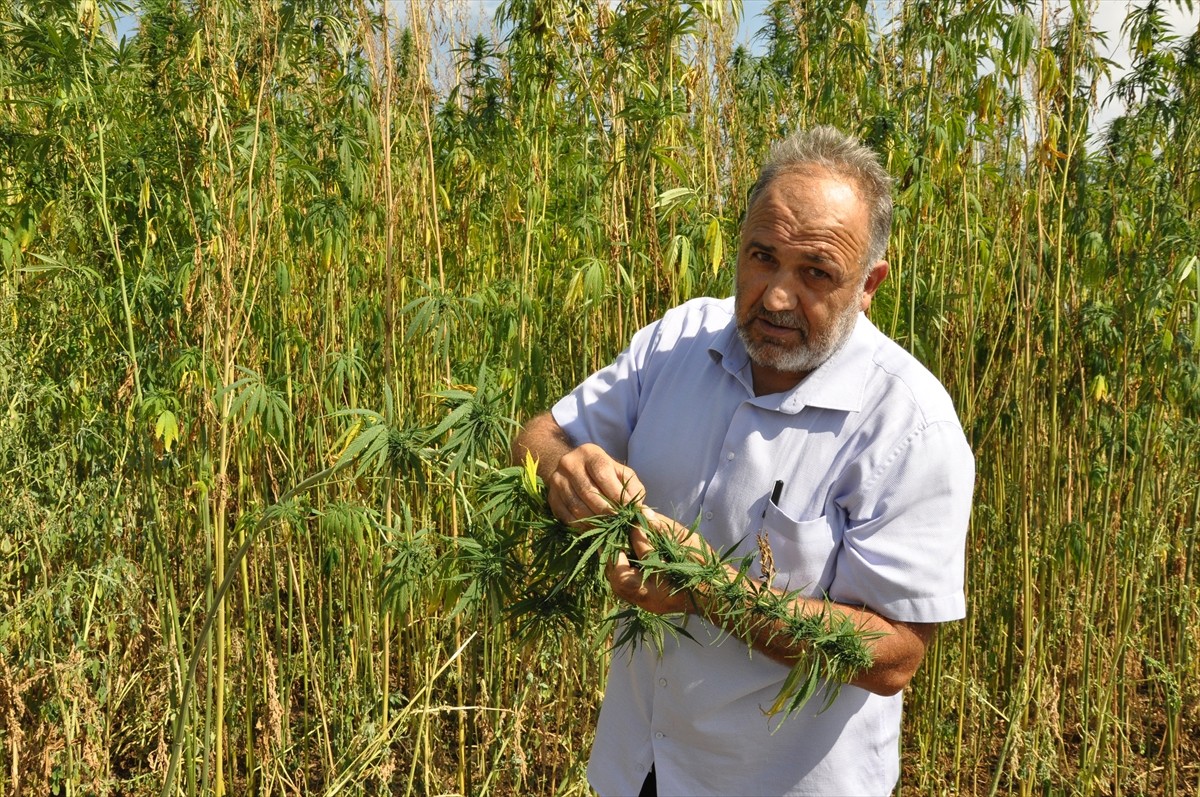 Amasya'nın Gümüşhacıköy ilçesinde S.S. Gümüşhacıköy İp Sicim Küçük Sanat Kooperatifi tarafından...