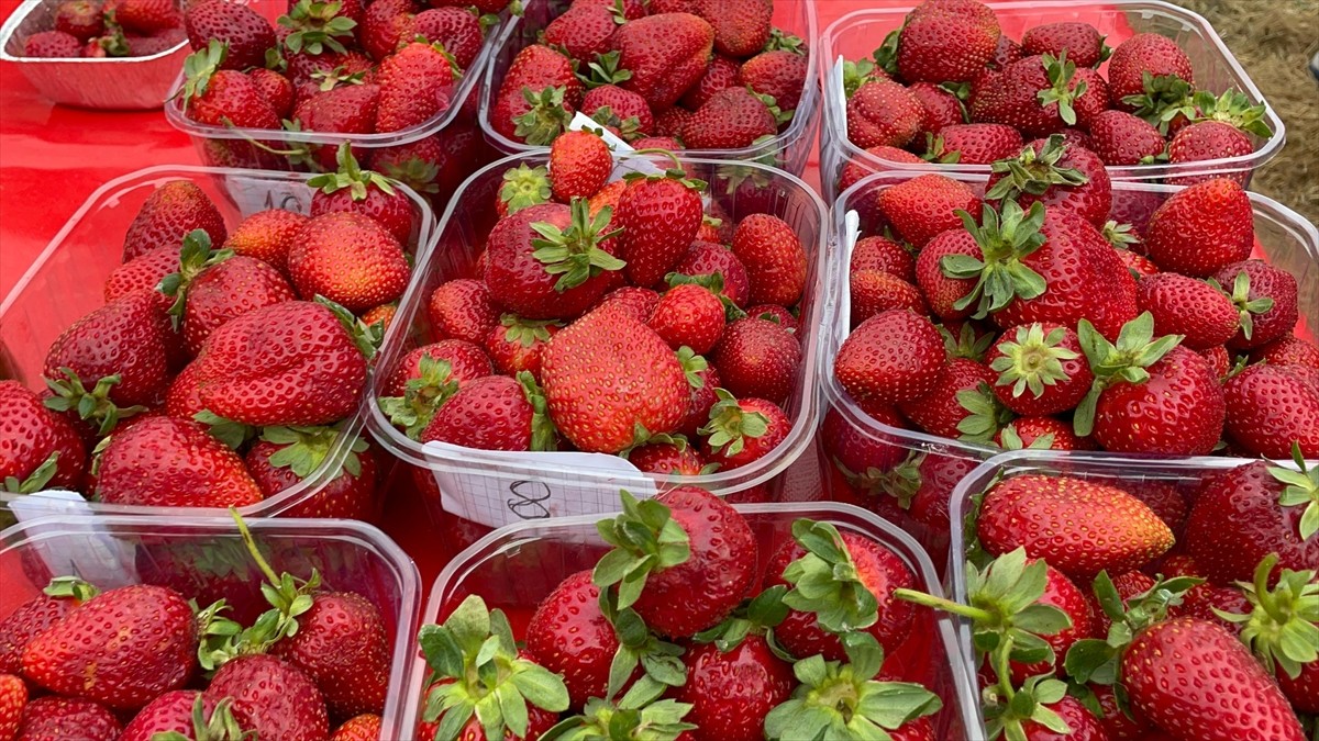 Sakarya'nın Pamukova ilçesinde Çilek Festivali gerçekleştirildi. Çilekli Mahallesi'ndeki...