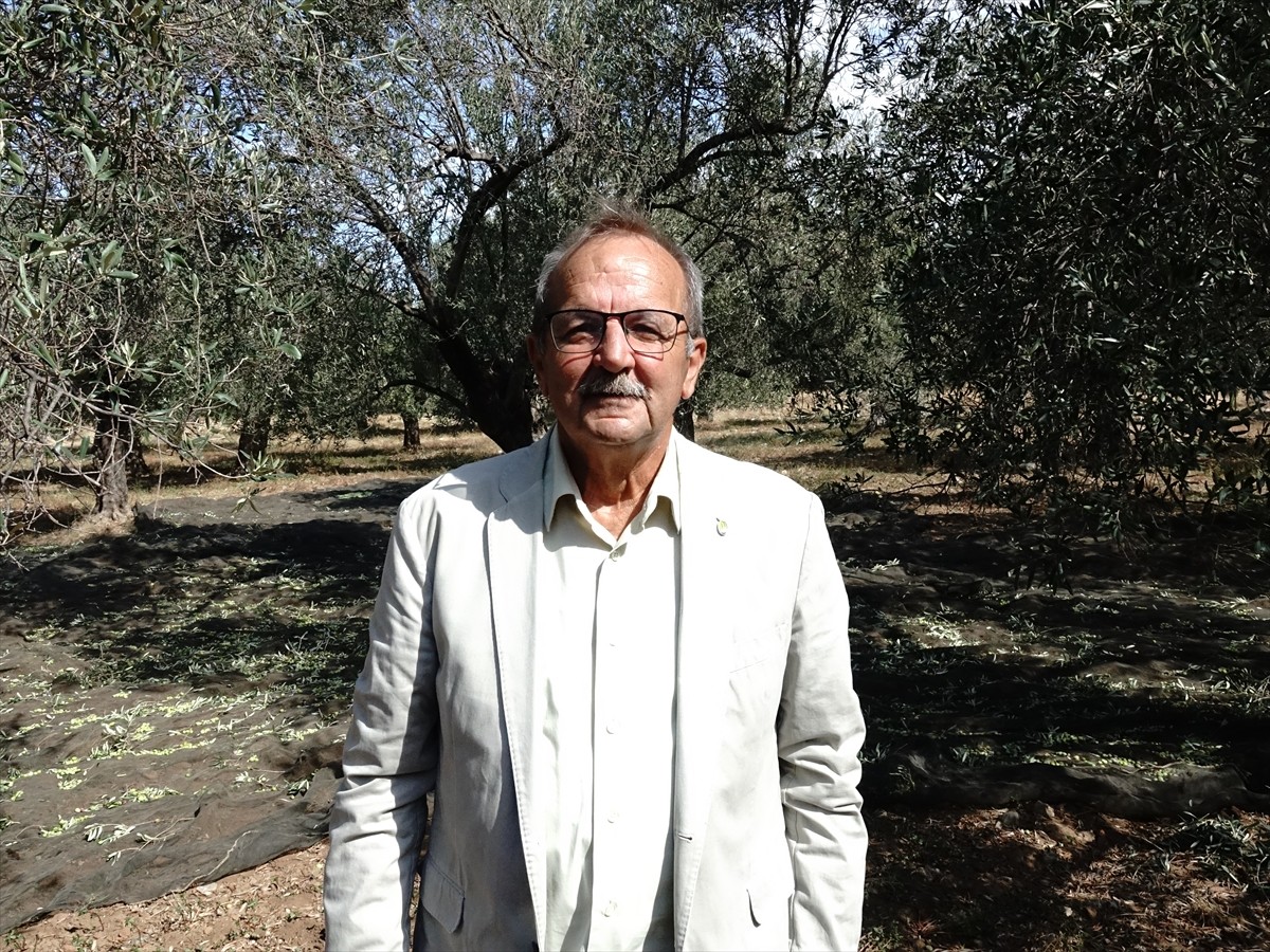 Türkiye'nin zeytinyağı üretiminin yüzde 10'unun karşılandığı Balıkesir'de zeytin hasadının...