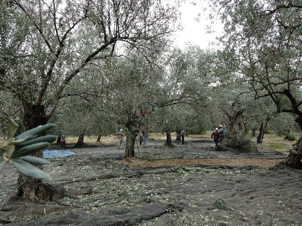 Türkiye'nin zeytinyağı üretiminin yüzde 10'unun karşılandığı Balıkesir'de zeytin hasadının...