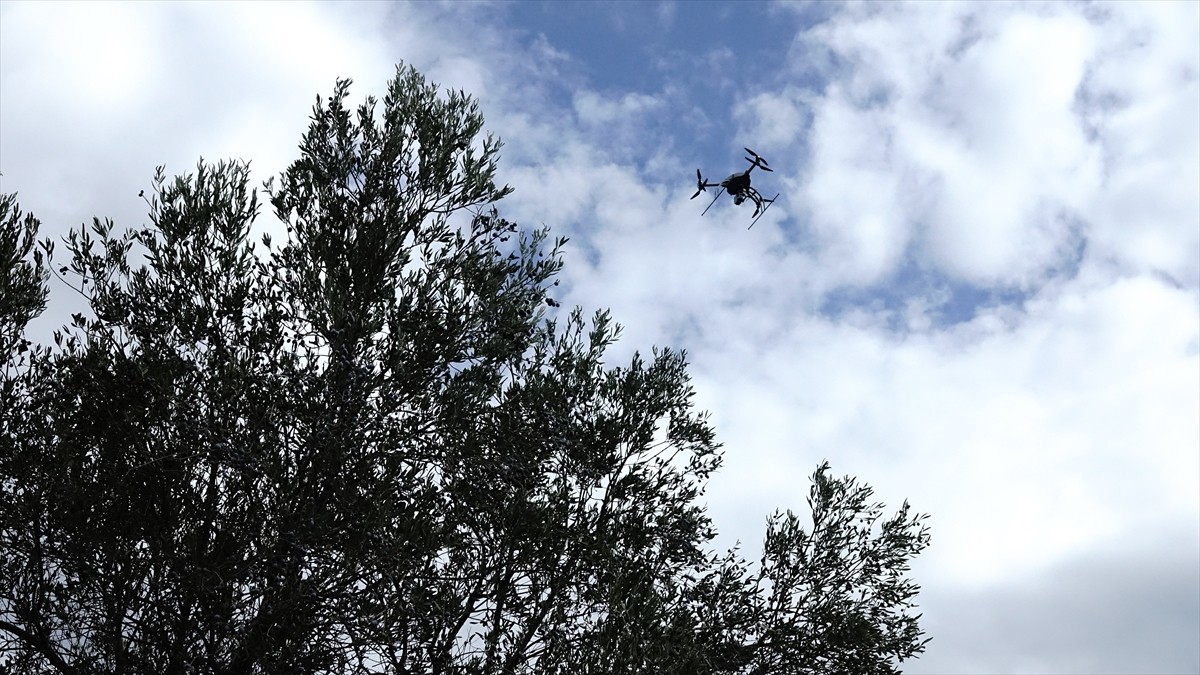 Türkiye'nin zeytinyağı üretiminin yüzde 10'unun karşılandığı Balıkesir'de zeytin hasadının...