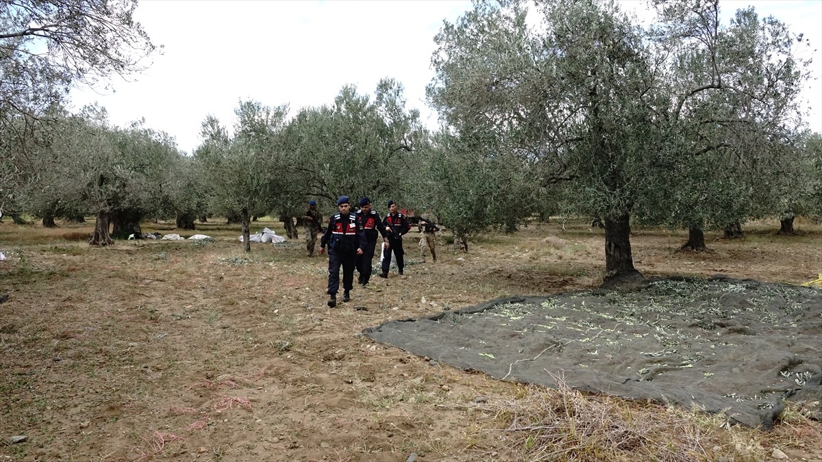Türkiye'nin zeytinyağı üretiminin yüzde 10'unun karşılandığı Balıkesir'de zeytin hasadının...