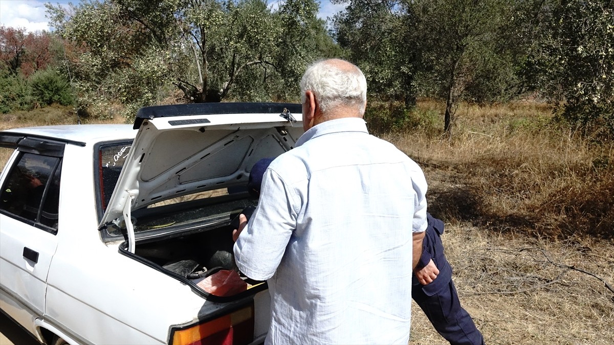 Türkiye'nin zeytinyağı üretiminin yüzde 10'unun karşılandığı Balıkesir'de zeytin hasadının...