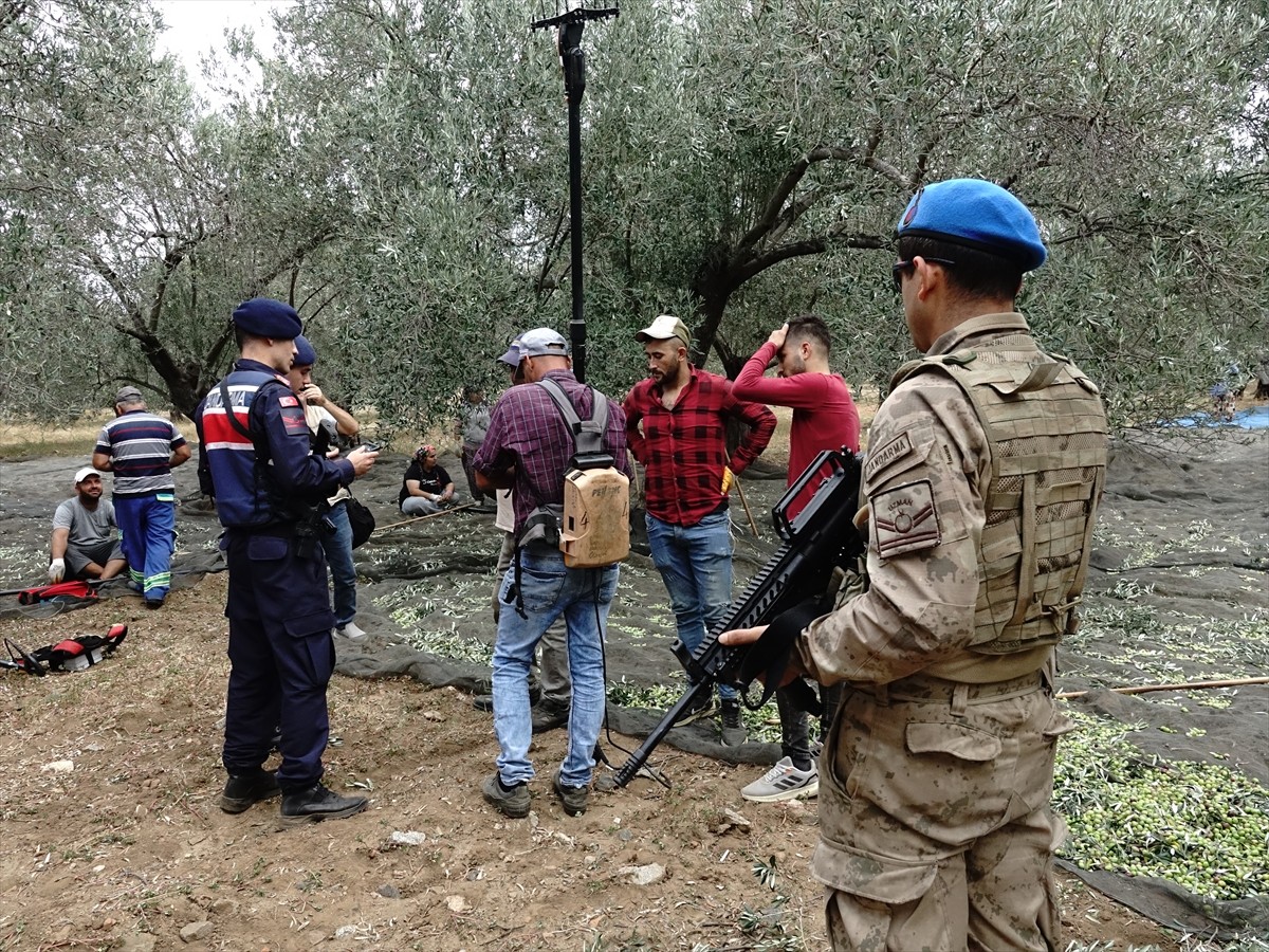 Türkiye'nin zeytinyağı üretiminin yüzde 10'unun karşılandığı Balıkesir'de zeytin hasadının...
