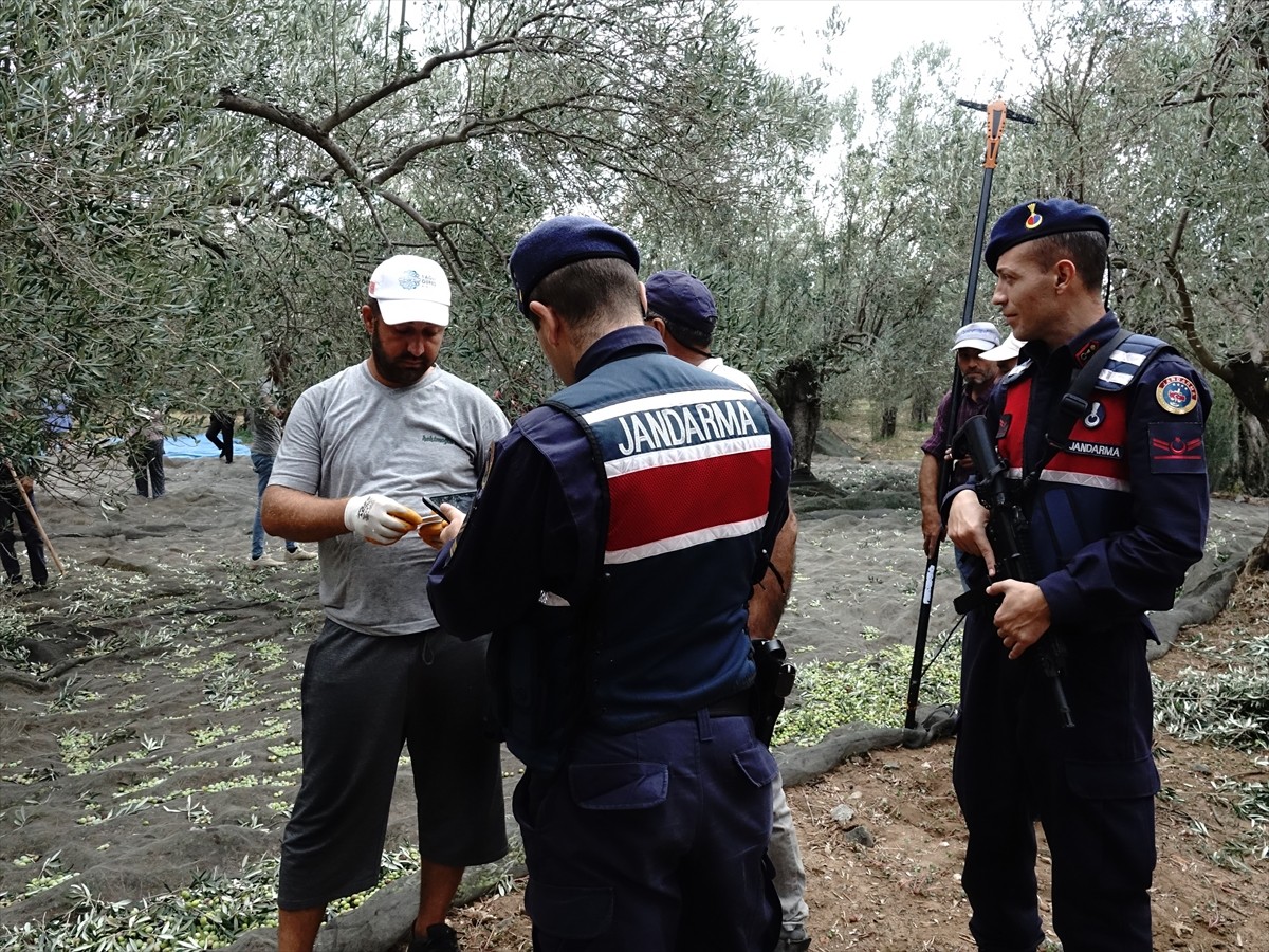 Türkiye'nin zeytinyağı üretiminin yüzde 10'unun karşılandığı Balıkesir'de zeytin hasadının...