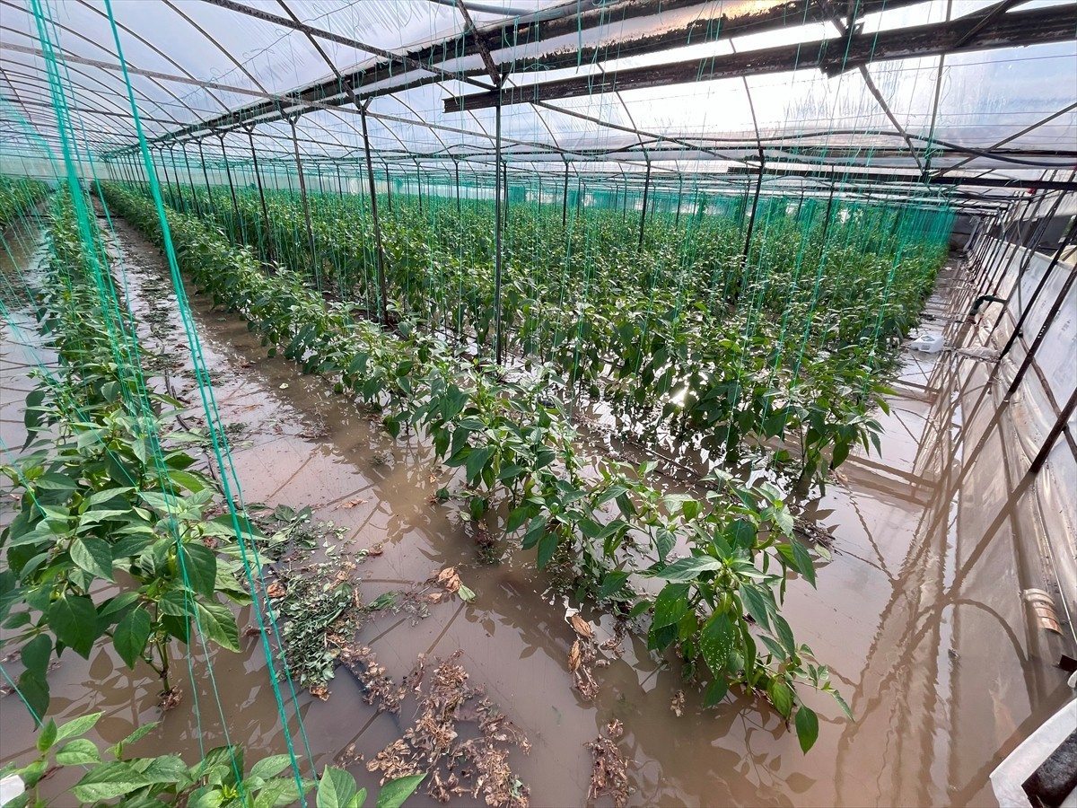 Antalya'nın Kumluca ilçesinde gece boyunca etkili olan sağanak yağış sonrası bazı ev ve seraları...