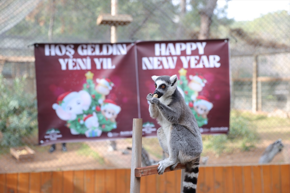 Antalya Doğal Yaşam Parkı'nda hayvanların bulunduğu kafesler, yeni yıl temalı ürünlerle...
