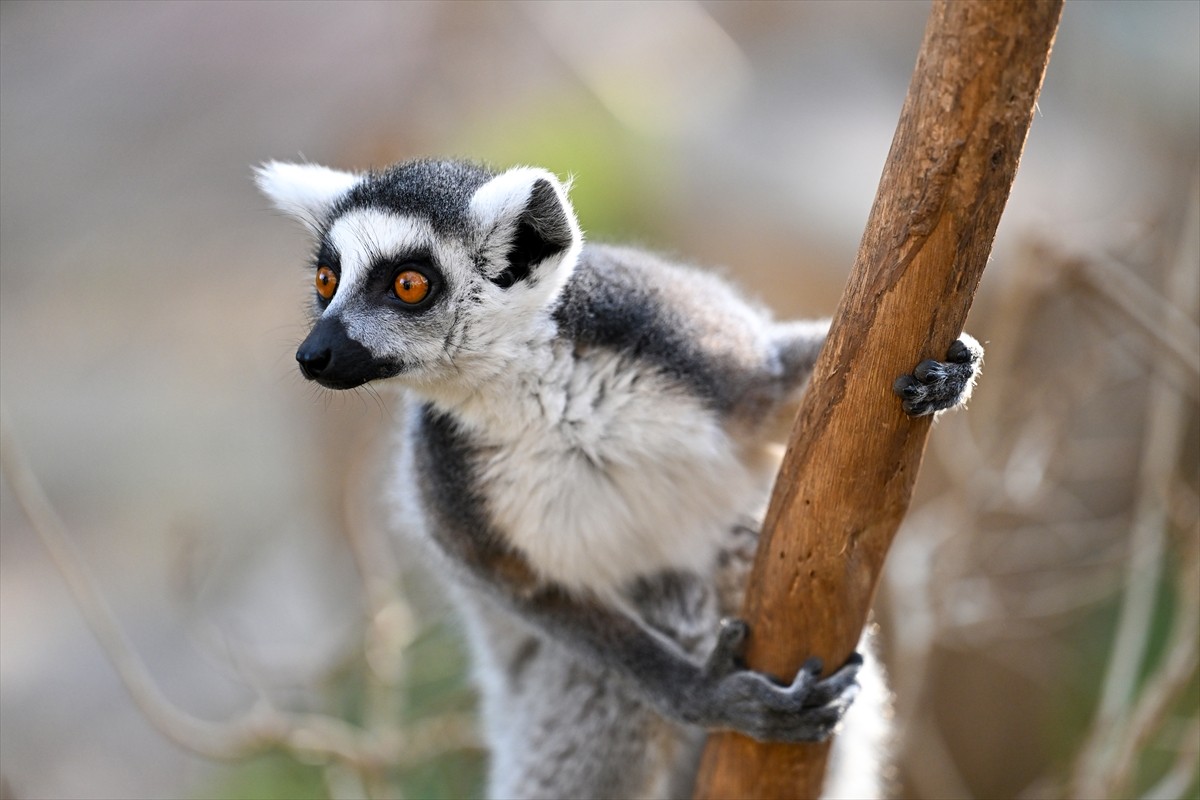 Antalya Doğal Yaşam Parkı sakinleri, kafeslerinde yatarak kış mevsiminde güneşin keyfini yaşıyor....