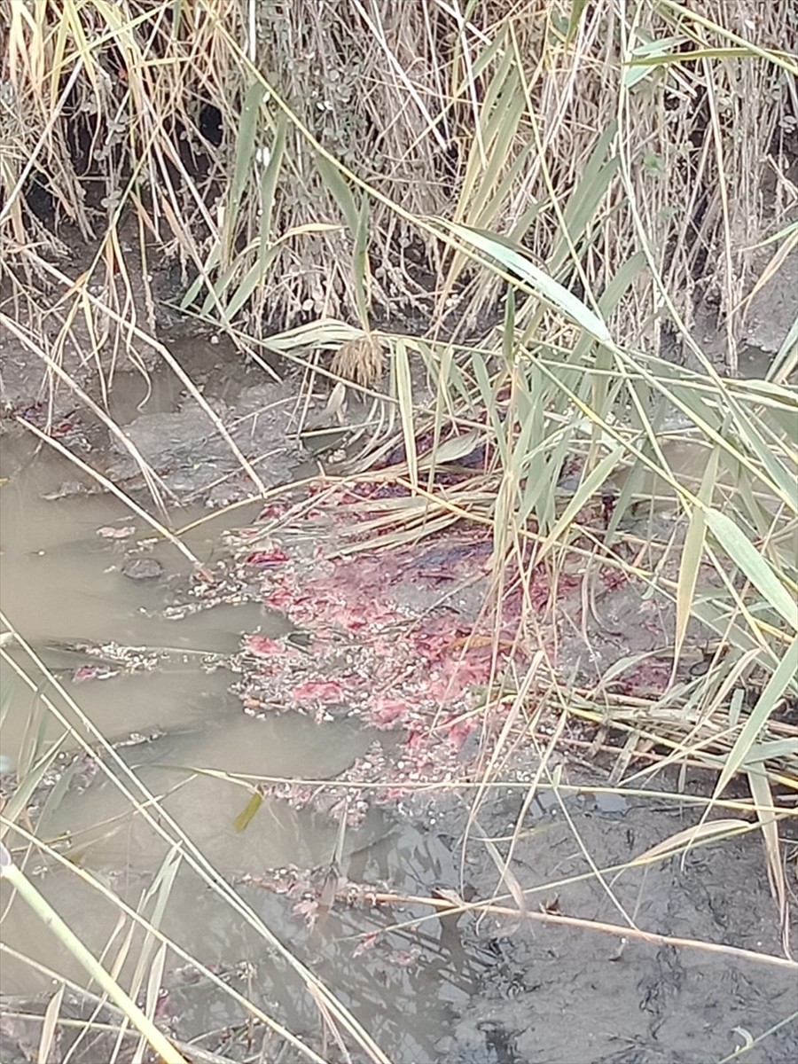 Aydın'ın Efeler ilçesinde atıklarını dereye boşaltan et entegre tesisine, 464 bin lira para cezası...