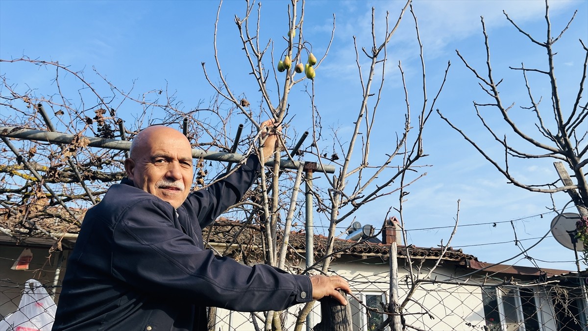 Çanakkale’nin Çan ilçesinde bir evin bahçesindeki armut ağacının temmuzun ardından kışın da meyve...