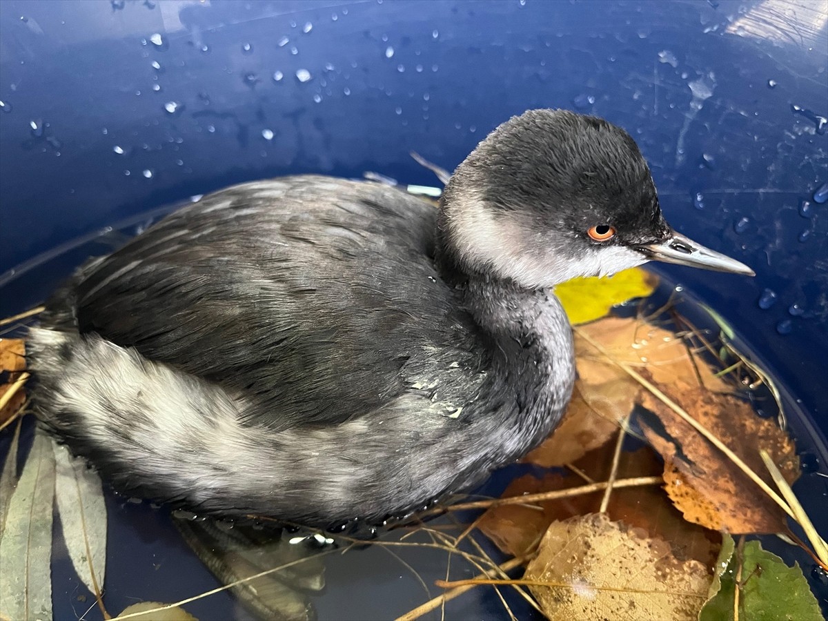 Erzurum'da bitkin halde bulunan batağan yavrusu, bakımının ardından doğaya salındı.