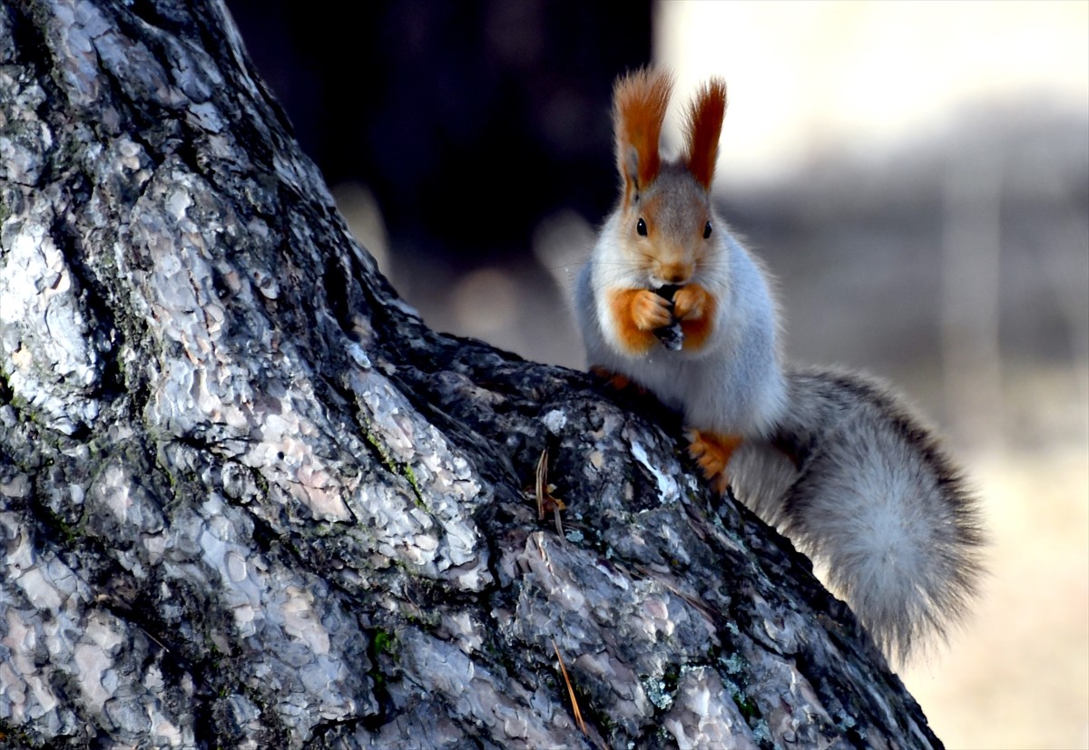 Kars'ın Sarıkamış ilçesinde, ağaç dallarında gezinen ve kozalak kemiren kızıl sincaplar, doğa...