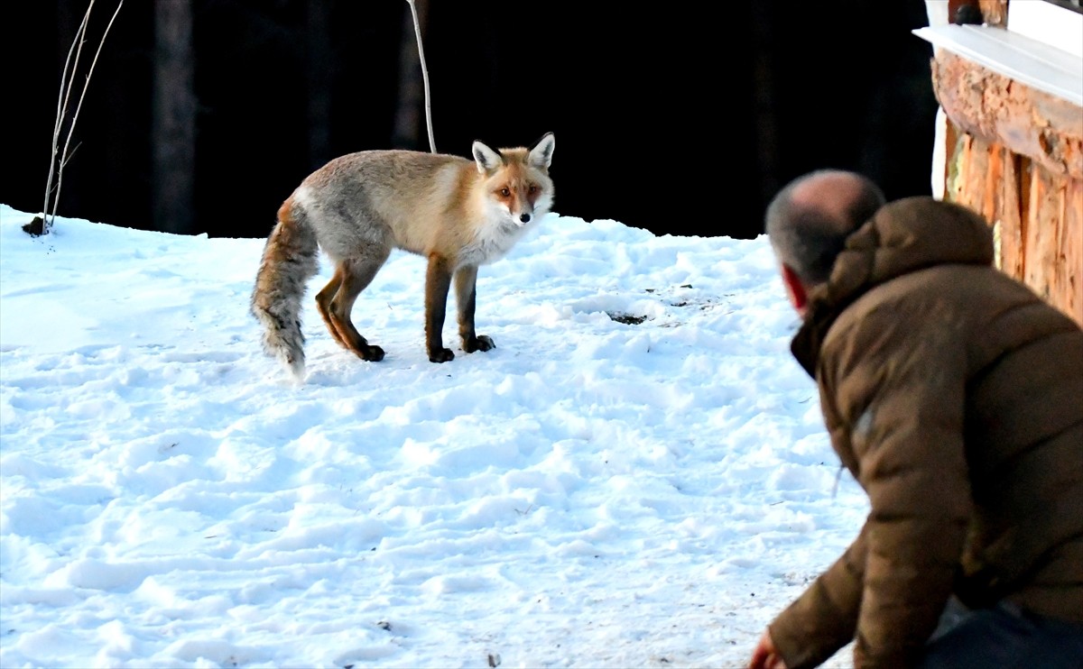 Kars'ın Sarıkamış ilçesinde Tepe Mahallesi sakinleri, "Kar güzeli" adını verdikleri kızıl tilkiye...