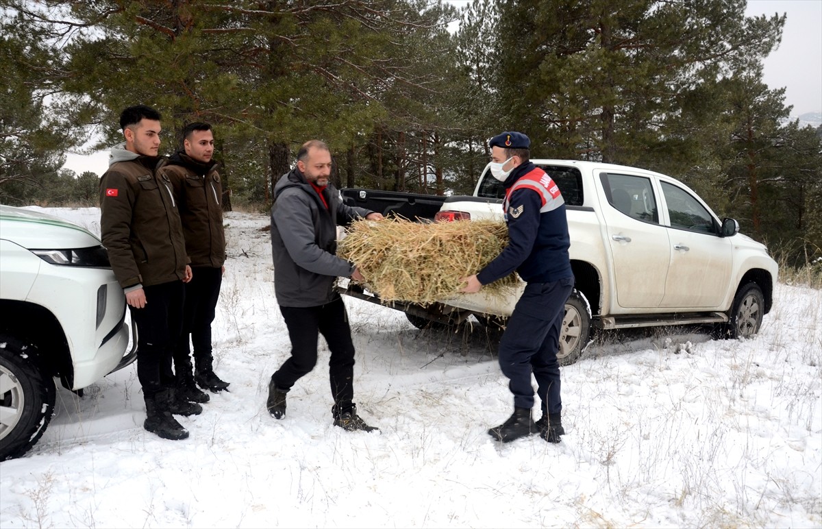 Kars'ın Sarıkamış ilçesinde, yaban hayvanları için ormanlık alana yem bırakıldı.