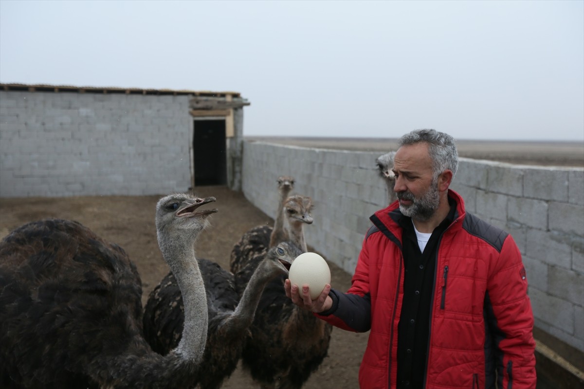 Kars'ta yaşayan Metin Tetik, köyünde deve kuşu yetiştiriciliği yapma hayalini gerçekleştirdi....