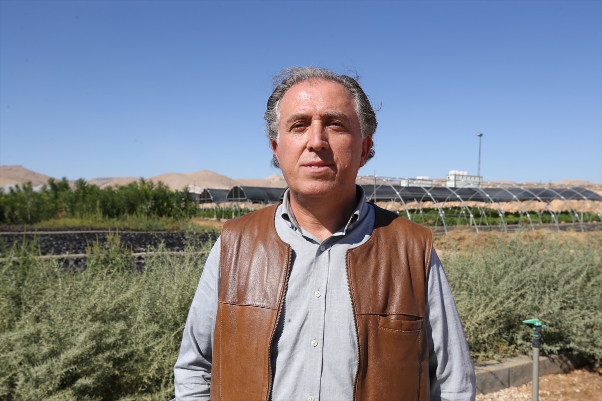 Mardin İl Tarım ve Orman Müdürlüğünün deneme bahçesinde, hayvancılıkta et ve süt verimini...