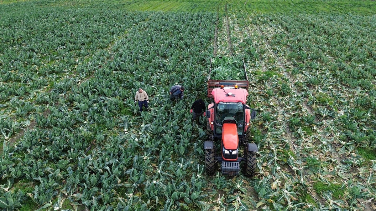 Samsun'un Bafra ilçesinde 20 bin dekar alana ekilen karnabaharın hasadı sürüyor.