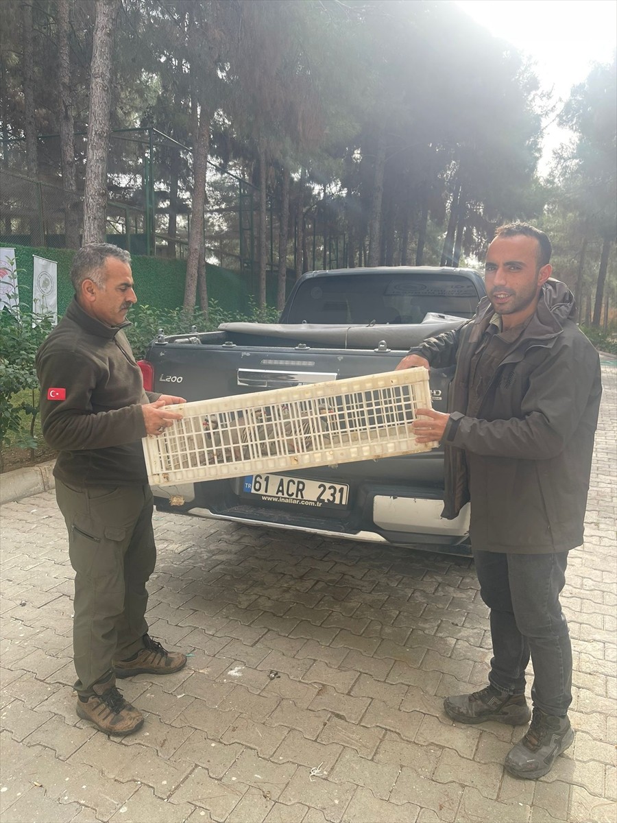 Şırnak'ın Silopi ilçesinde yasak olmasına rağmen kınalı keklik ticareti yaptığı belirlenen 4...