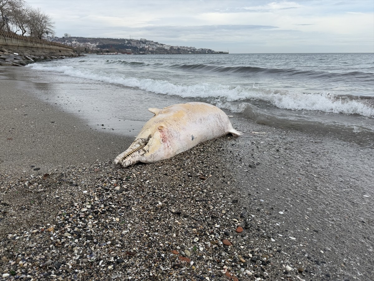 Tekirdağ'da kıyıya vurmuş ölü yunus bulundu.