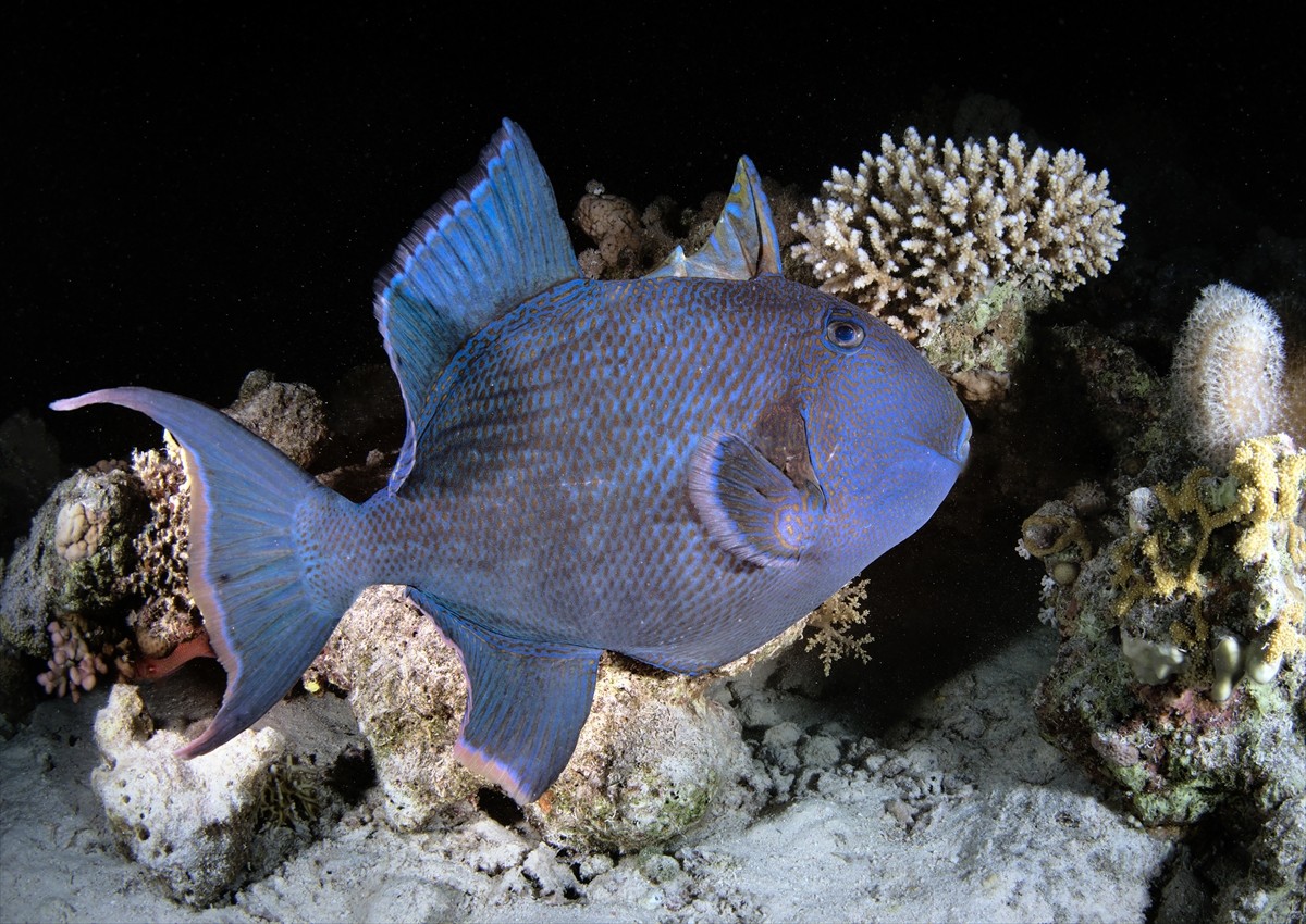 Afrika ve Asya kıtaları arasında yer alan Kızıldeniz'deki renkli su altı dünyası, su altı görüntü...