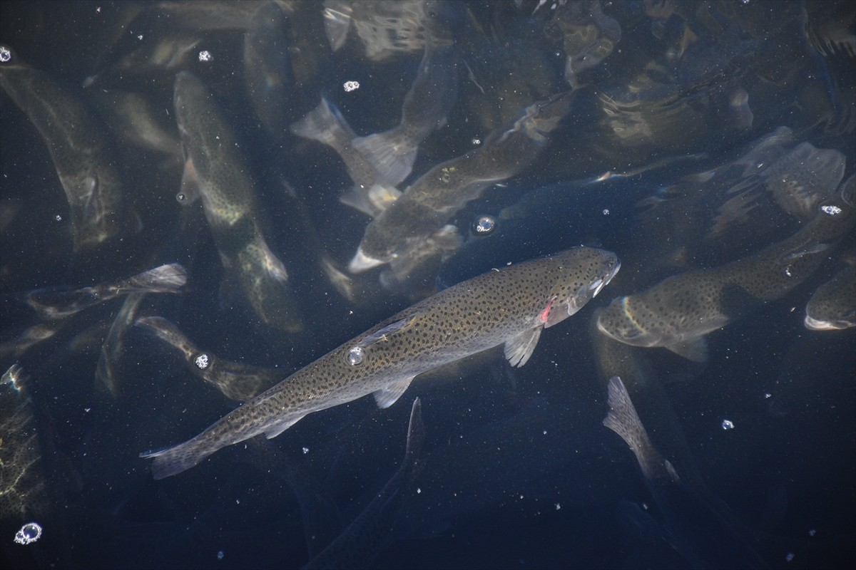 Afyonkarahisar'ın Dinar ilçesinde kurulan kooperatifin tesisinde üretilen 250 ton alabalığın büyük...