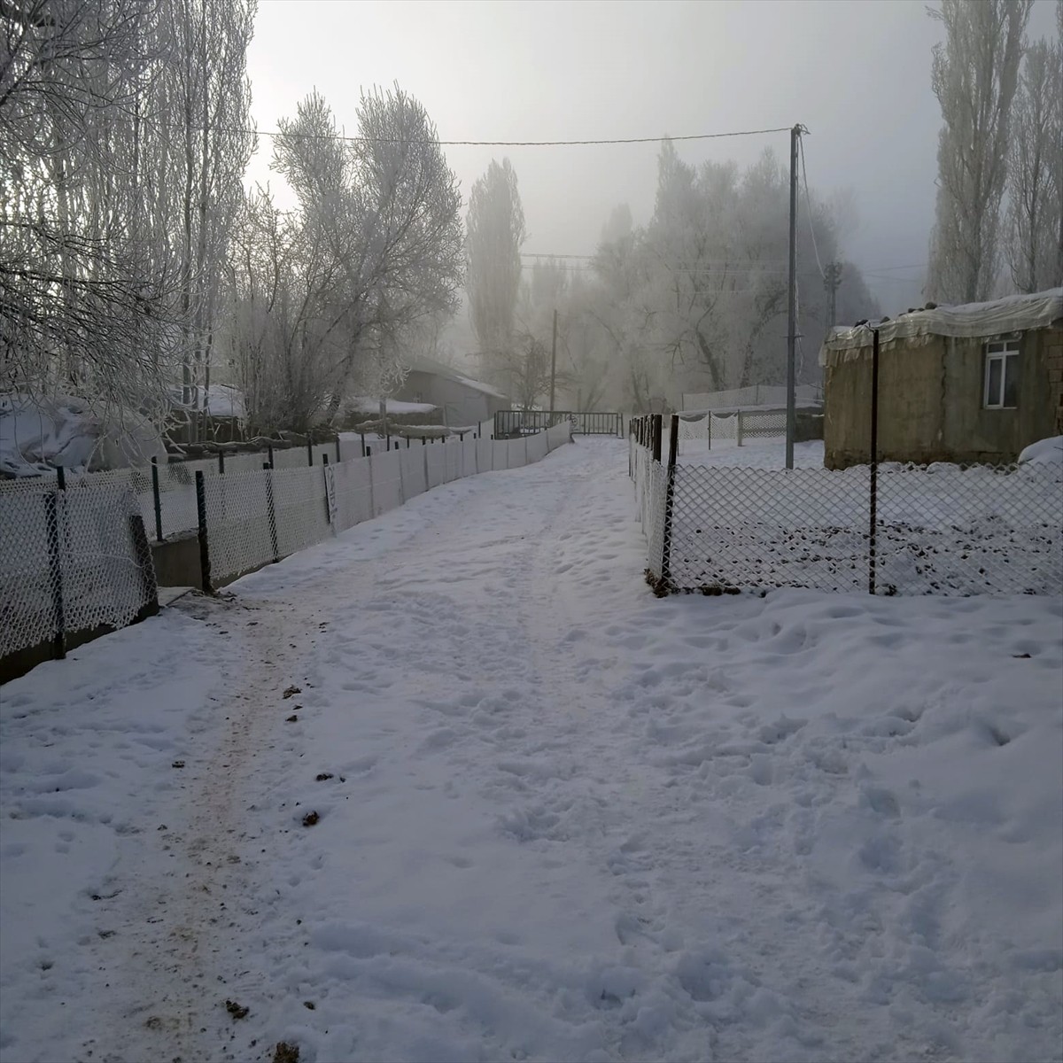 Ağrı'da soğuk hava ve sis etkili oldu. Hamur ilçesinde ağaçlar kırağıyla kaplandı.