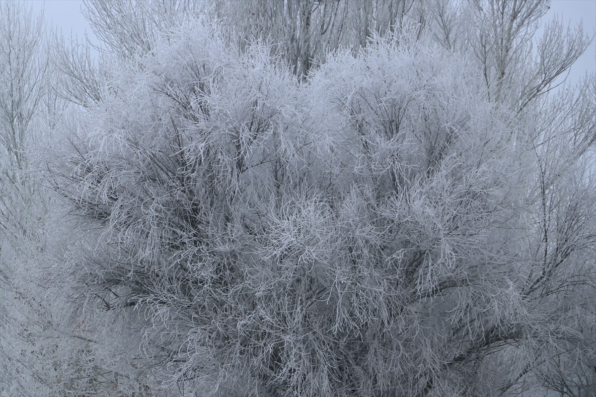 Ağrı'da uzun süredir etkisi devam eden dondurucu soğuklar yaşamı olumsuz etkiliyor. Hava...