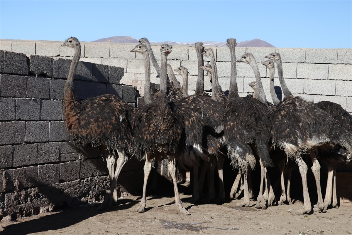 Ağrı'nın Doğubayazıt ilçesinde yaşayan girişimci İbrahim Akkurt, köyünde kurduğu çiftlikte deve...