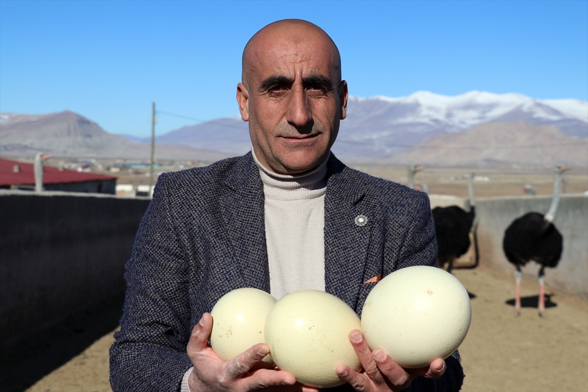 Ağrı'nın Doğubayazıt ilçesinde yaşayan girişimci İbrahim Akkurt, köyünde kurduğu çiftlikte deve...