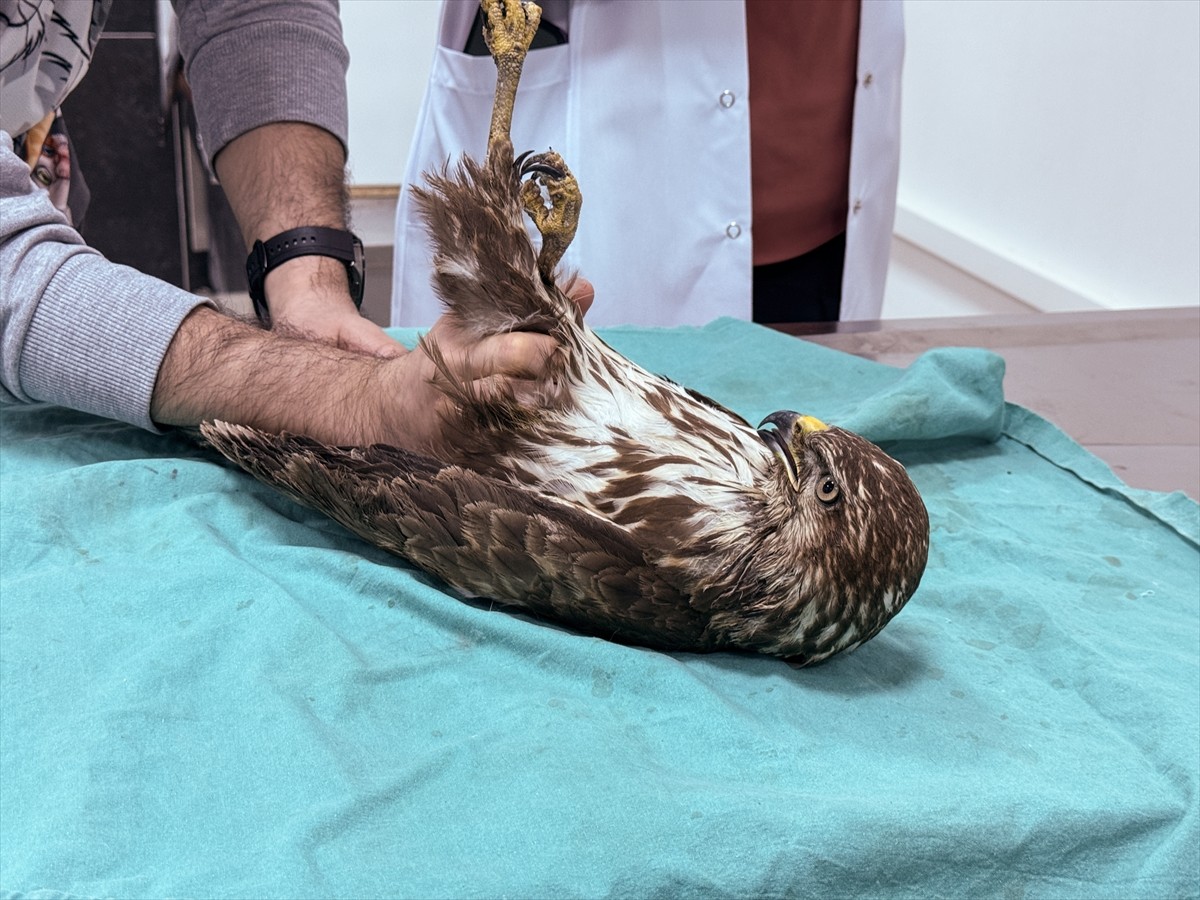  Balıkesir'de bir vatandaş tarafından yol kenarında bitkin bulunan şahin, tedavisinin ardından...