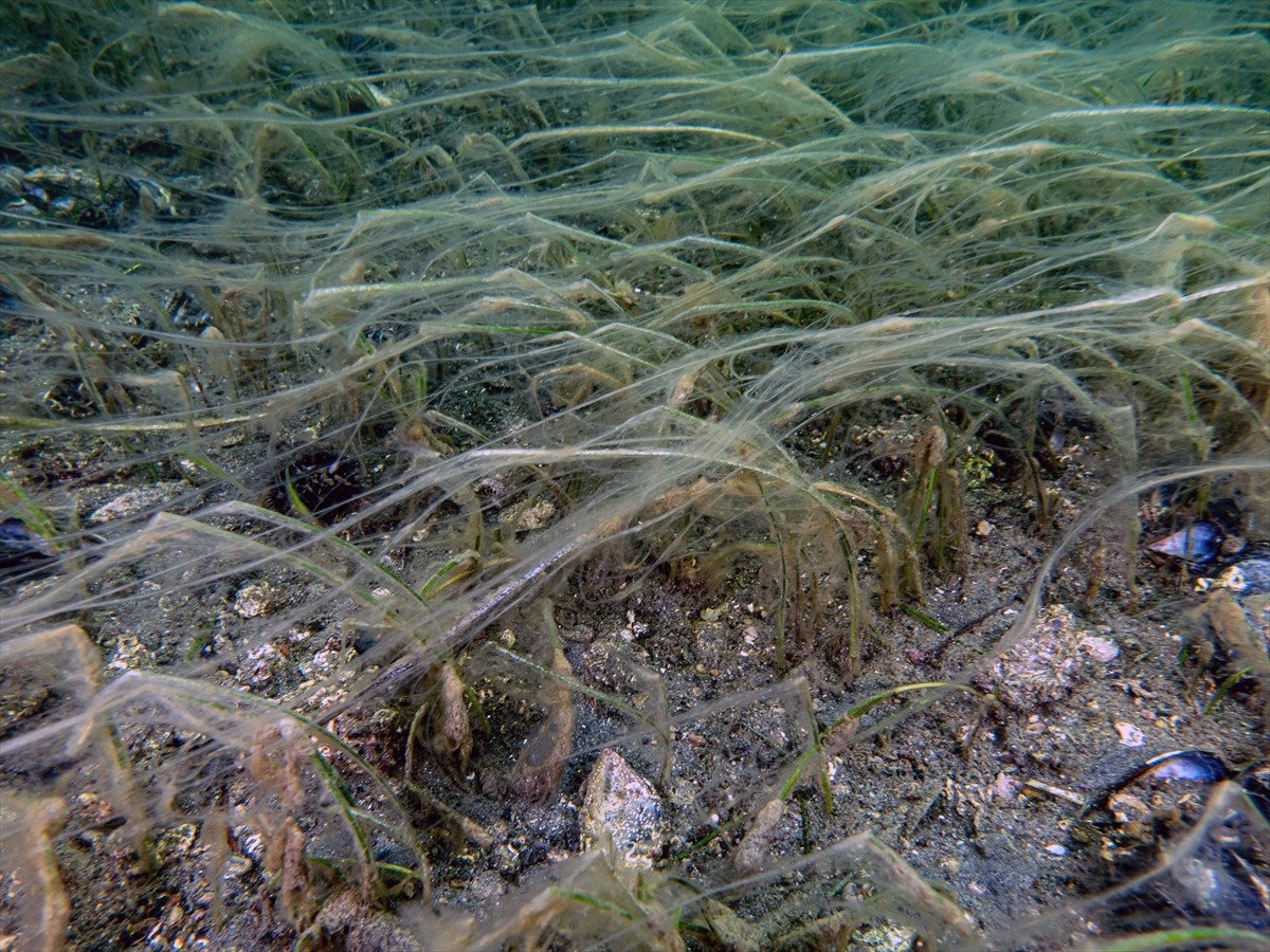 Bandırma Onyedi Eylül Üniversitesi Denizcilik Fakültesince yüzeyden itibaren 30 metre derinliğe...