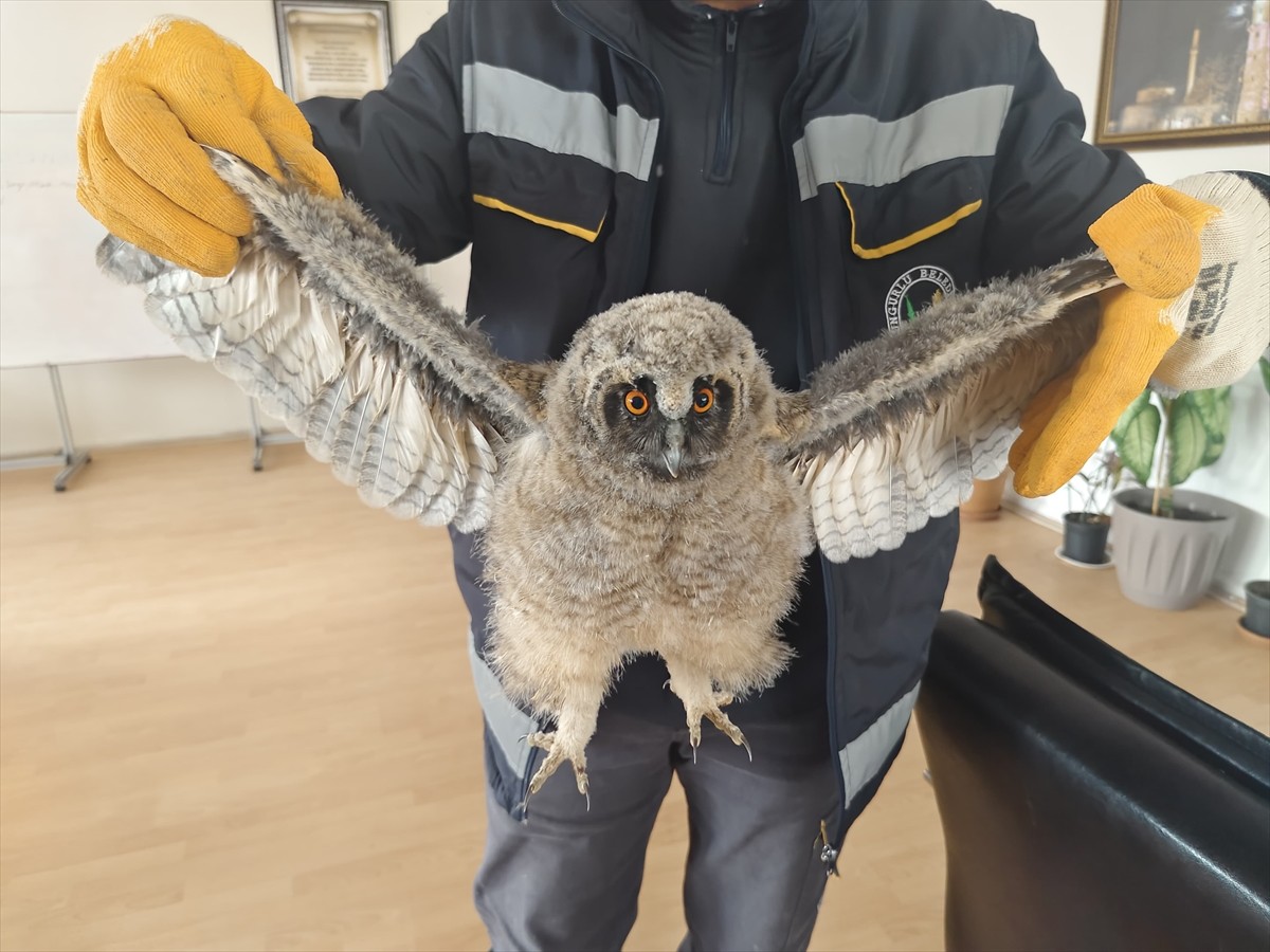 Çorum'un Sungurlu ilçesinde çocuklar tarafından parkta bulunan puhu yavruları koruma altına...