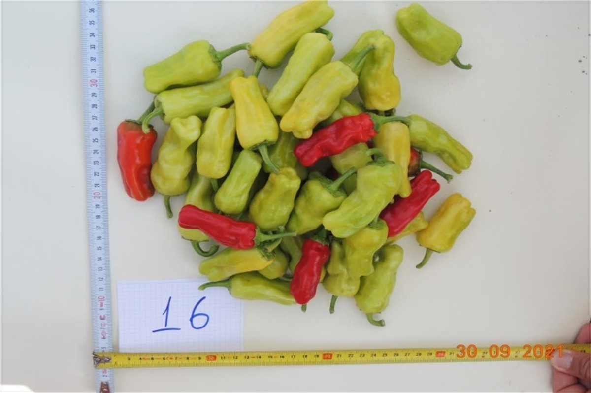 Ege Üniversitesi (EÜ) ile bir gıda firması işbirliğinde geliştirilen "Bayraktar" ve "Brezza" adlı...