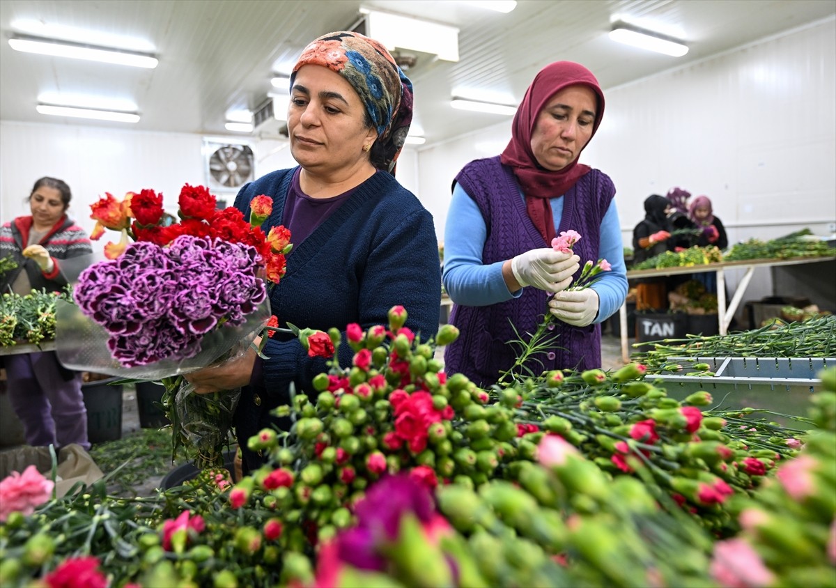 Geçen yıl 141 milyon dolarlık ihracata imza atan çiçek sektörü, yüksek oranda çiçek ithalatı yapan...