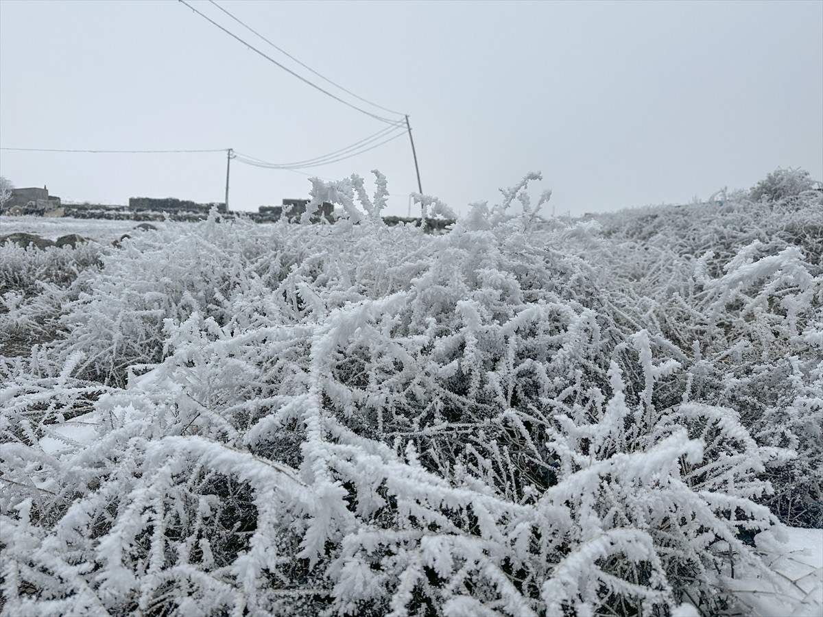 Iğdır'ın yüksek kesimli bölgelerinde etkili olan soğuk hava, hayatı olumsuz etkiliyor. Ağaçlar...
