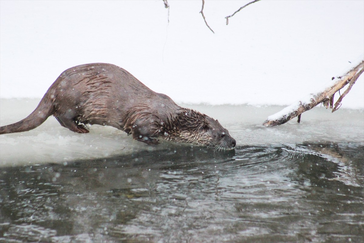 Kars'ta bir bölümü kar ve buzla kaplanan Kars Çayı'nda su samurları görüntülendi.