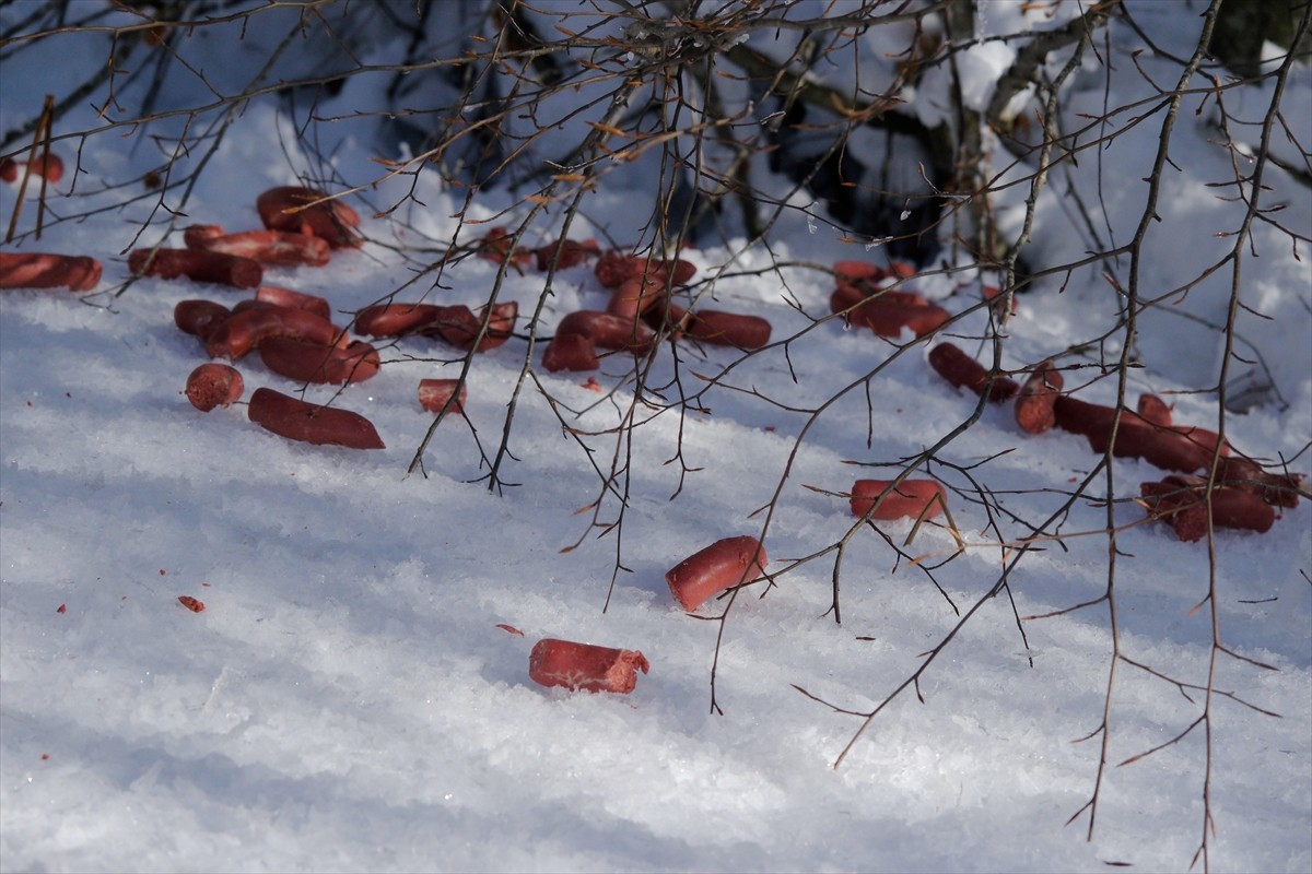 Kırklareli'nde 1031 metre rakımlı Yıldız Dağları'nda kar yağışı nedeniyle yiyecek bulmakta...