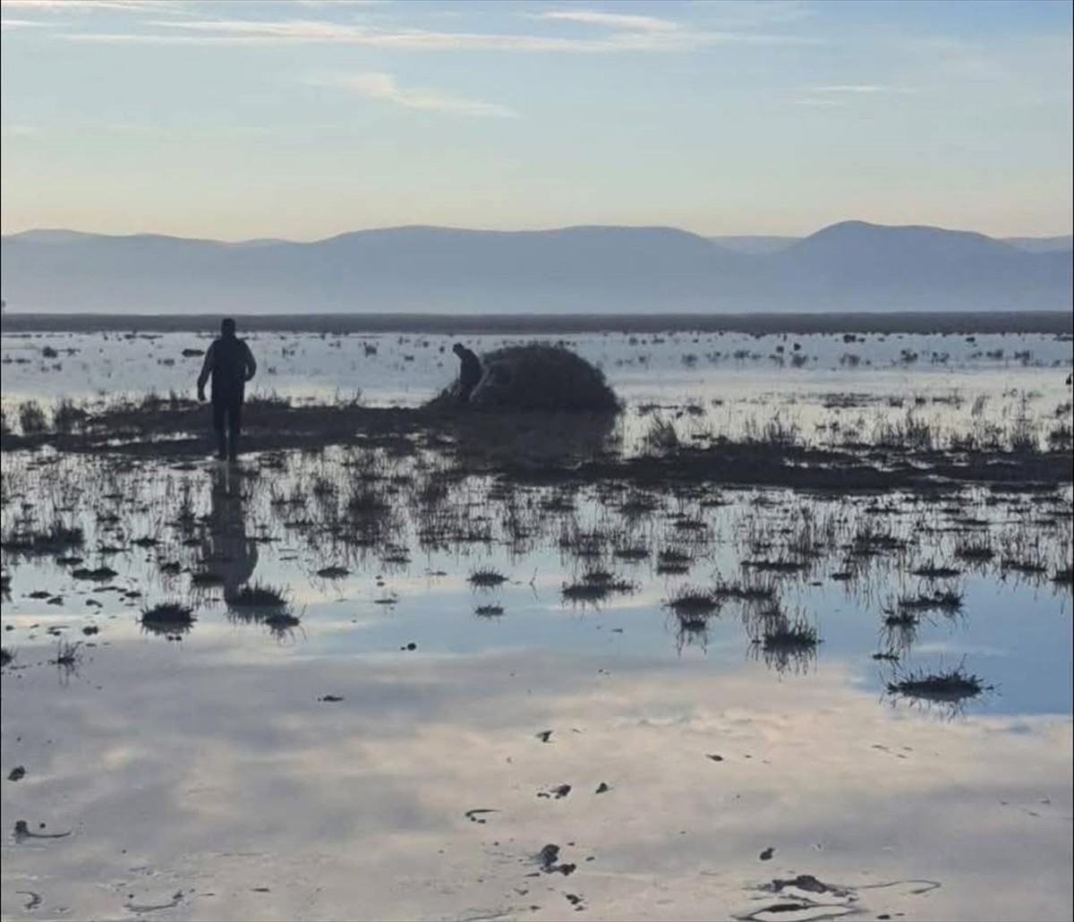 Konya'nın Ereğli ilçesindeki Akgöl Sazlıkları Tabiatı Koruma Alanı içerisinde, koruma altında...