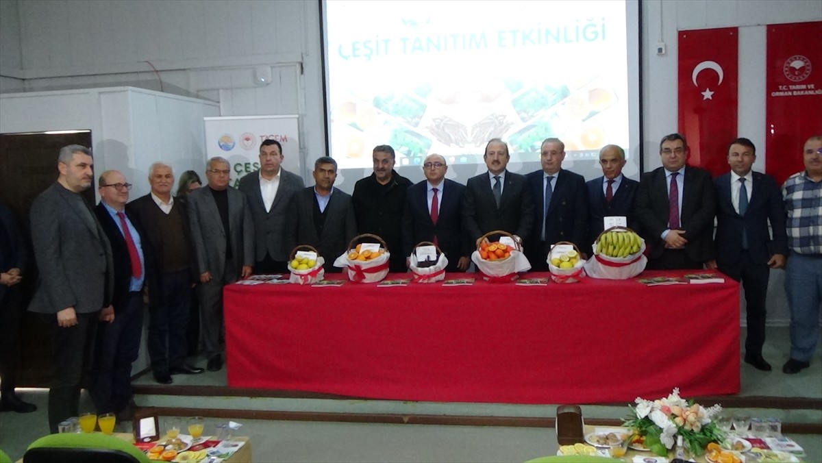 Mersin'in Erdemli ilçesinde geliştirilen 2 mandalina ve 4 muz çeşidi, tescil edilerek tarım...