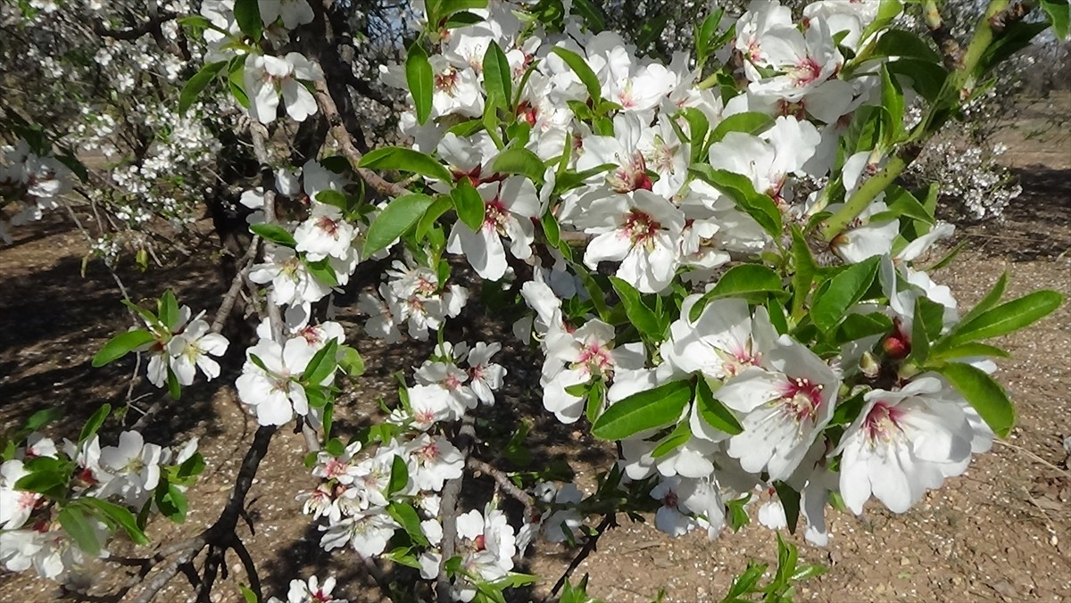 Mersin'in Erdemli ilçesinde havaların ısınmasıyla bazı badem ağaçları çiçeklendi. Hava...