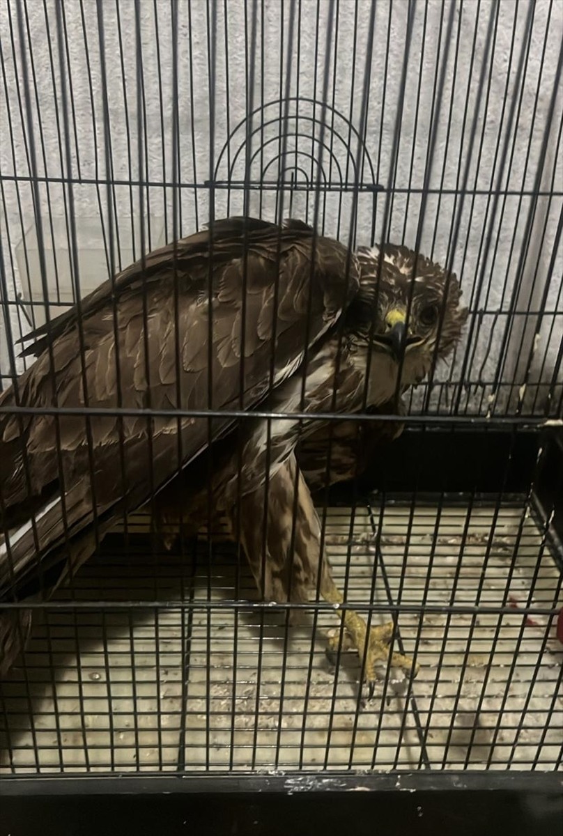 Muğla’nın Seydikemer ilçesinde yaralı bulunan şahin tedavi altına alındı.