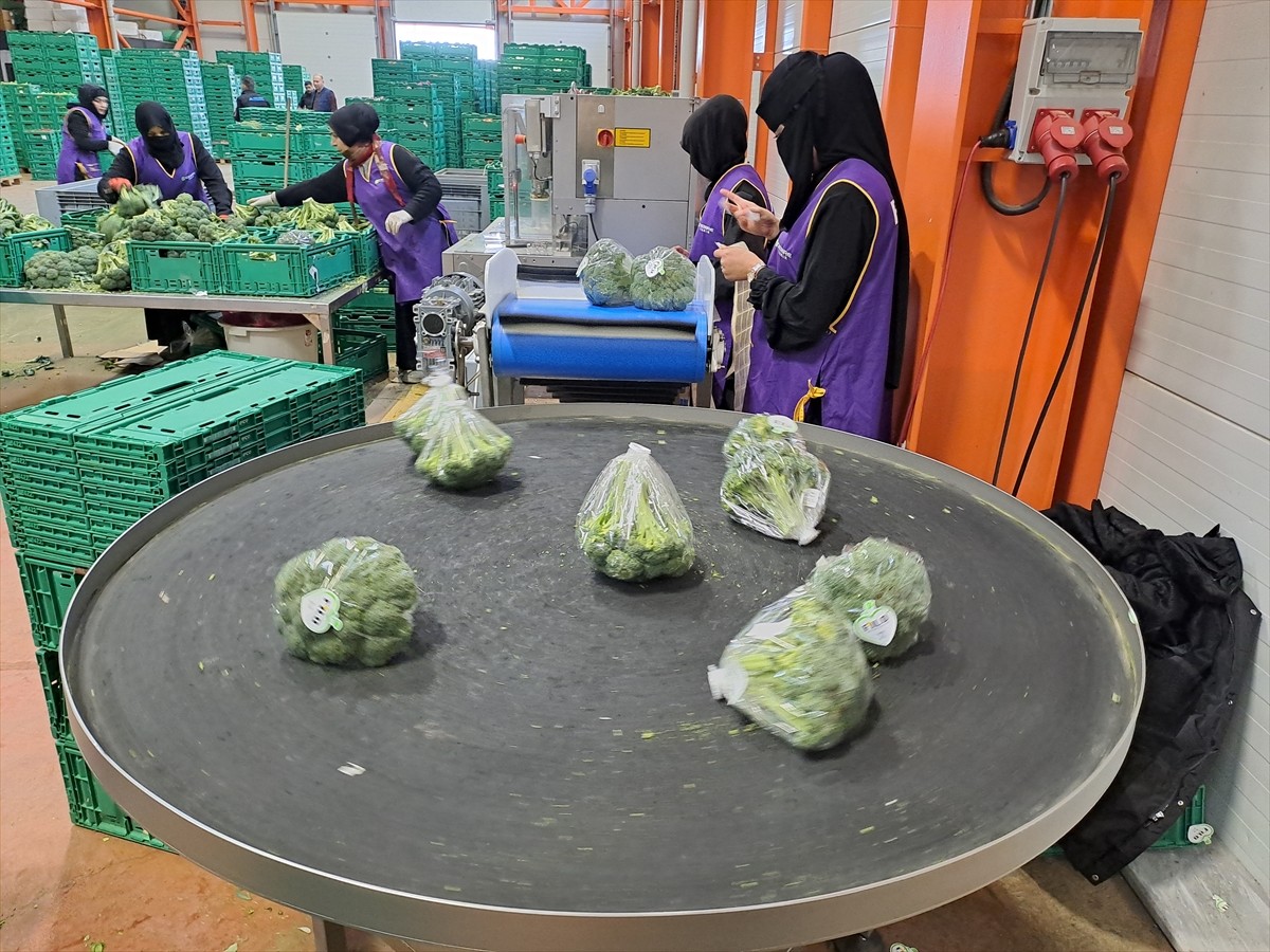 Sakarya'da ekolojik sebze ve meyve ürünleri işleme fabrikası kuran Erhan Fidan, Tarım ve Orman...