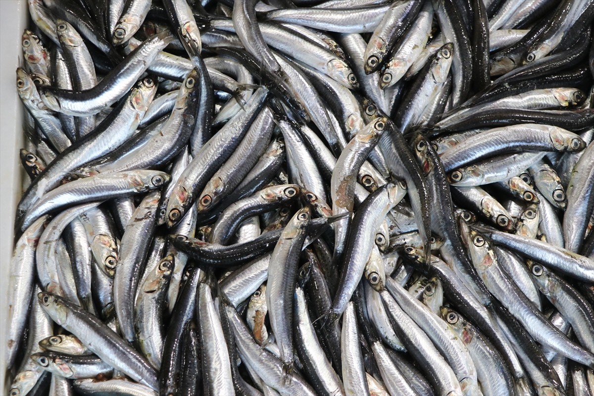 Tekirdağ'da balıkçı tezgahlarını en çok hamsi ve çinekop süslüyor.